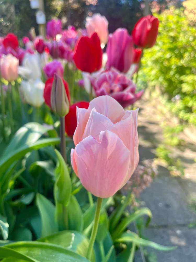 'Svaneke Delight' exklusiv lökmix